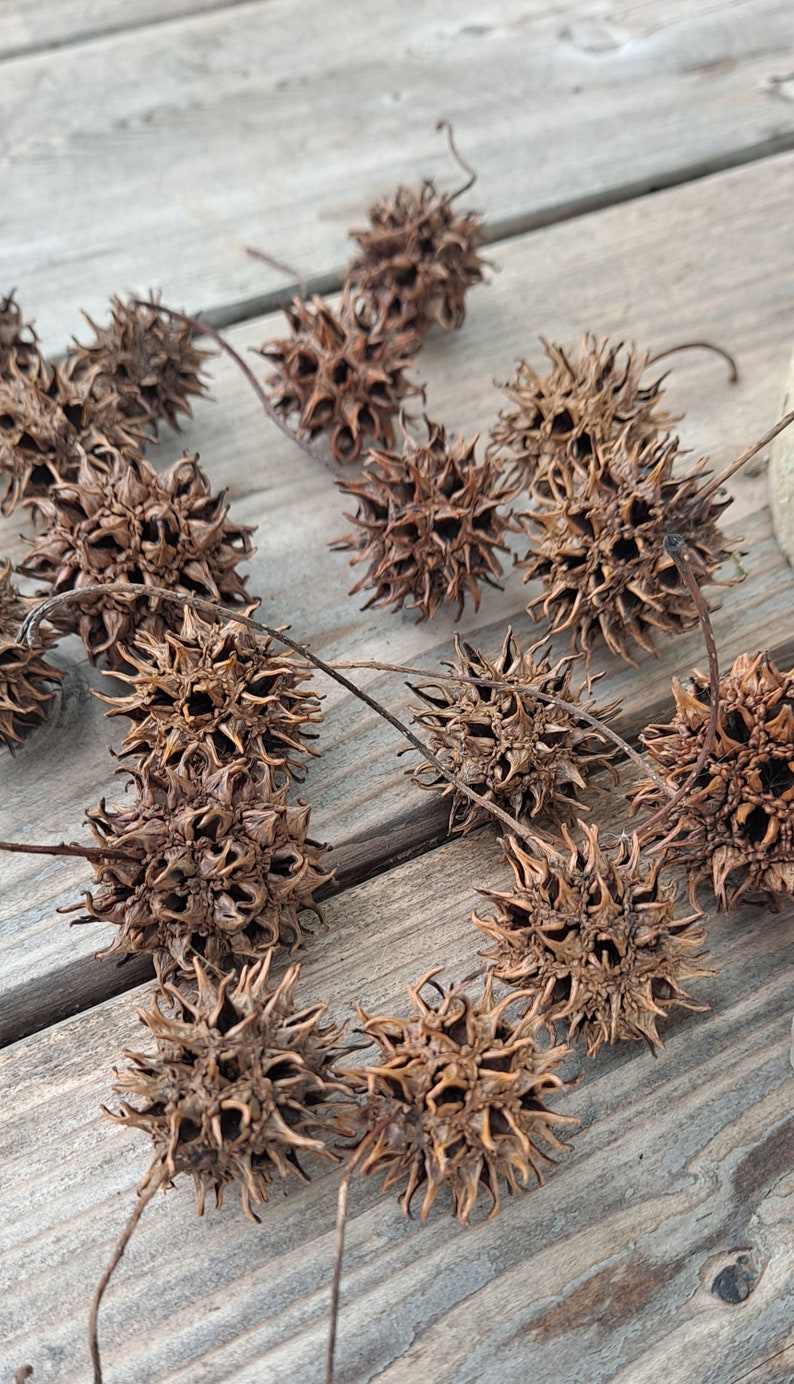 May include: A collection of dried brown spiky seed pods, also known as burrs, arranged on a wooden surface. The pods have a starburst shape and are a natural element for crafting.
