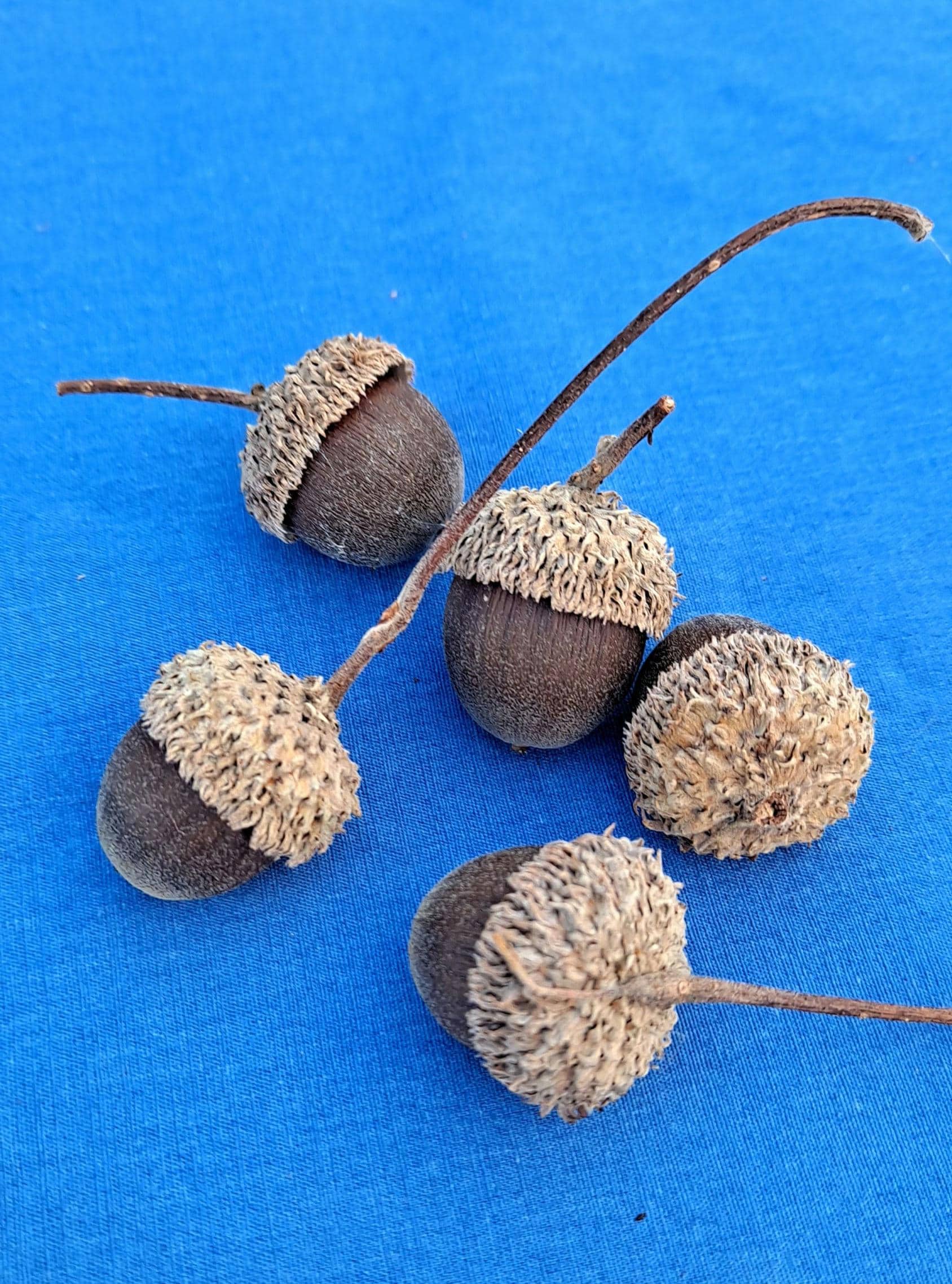 Natural Swamp White Oak Acorns (10+), Rustic Home Decor, Nature