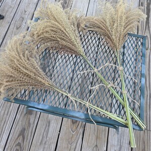 Maiden Grass Flower Bundle: Dried Arrangements, Natural Fall Decor, Weddings, Floral Supplies image 12