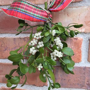 Fresh Cut Mistletoe Bundle, Holiday Decor with Real Berries and Festive Ribbon