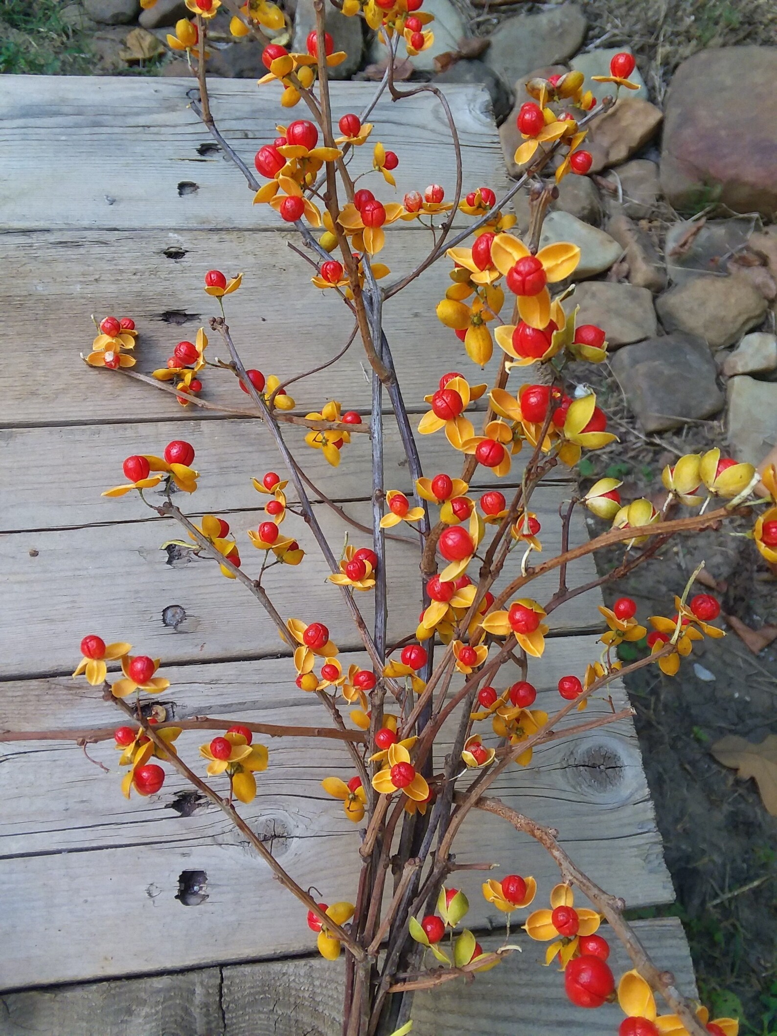 Real Bittersweet Vines and Branches Are Ready Available Now Etsy