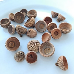 Tiny Acorn Caps! Very small, real post oak acorn tops! Over 20 pieces!