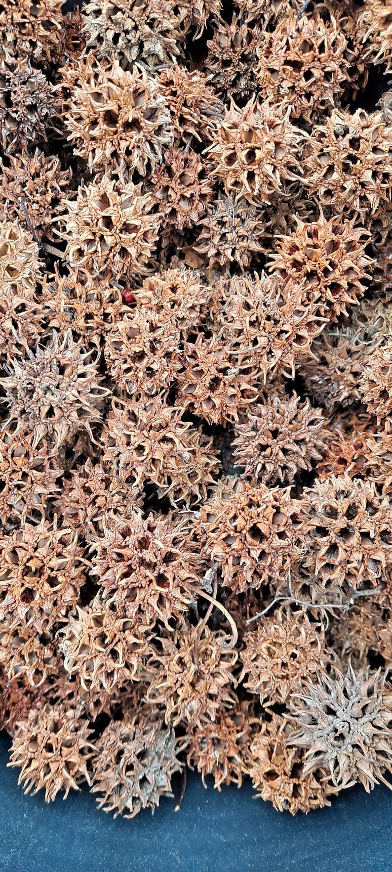 May include: A close-up of a pile of dried brown seed pods with a spiky, star-shaped texture. The pods are arranged in a random pattern, creating a natural, organic background.