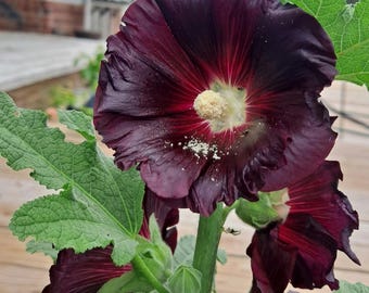 50+ Black Hollyhock Seeds (alcea rosea nigra)