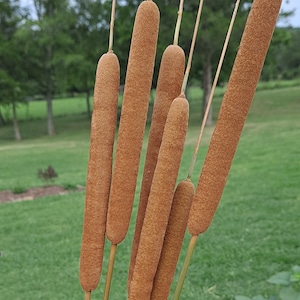 Natural Cattails (Typha, Bulrush) 5 stems