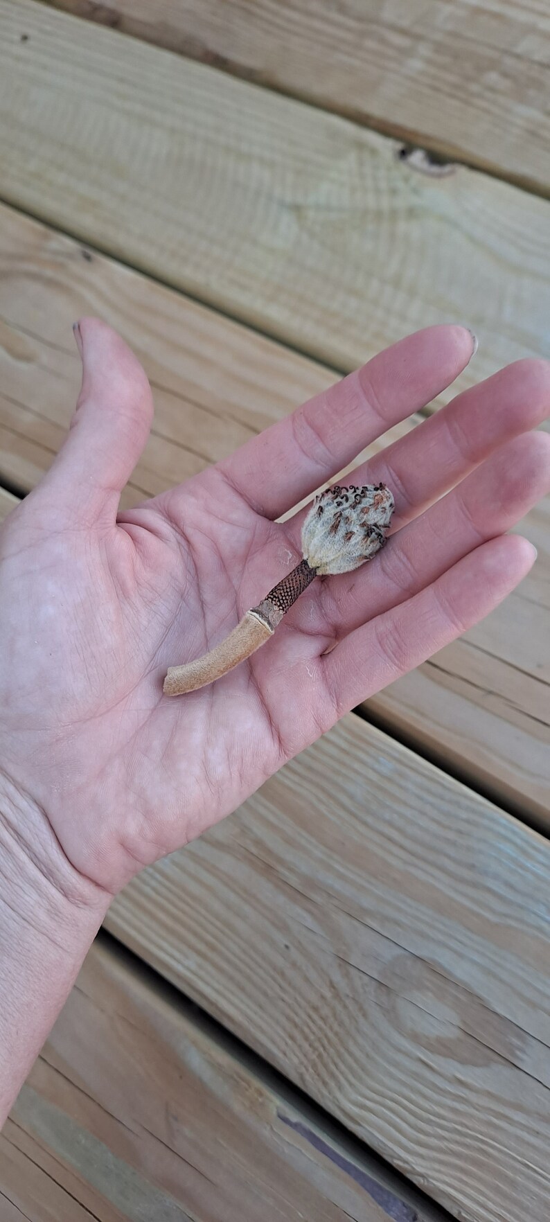 May include: A dried mushroom with a light brown stem and a textured, beige cap. The mushroom is held in a hand against a backdrop of wooden planks.
