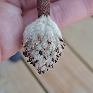 May include: Close-up of a magnolia seed pod. The pod is a light beige color with a fuzzy texture and small, dark brown seed clusters. The stem is a dark brown color with a textured surface.