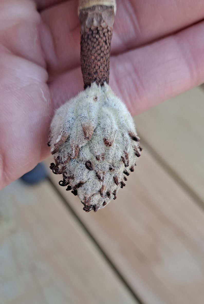 May include: Close-up of a magnolia seed pod. The pod is a light beige color with a fuzzy texture and small, dark brown seed clusters. The stem is a dark brown color with a textured surface.