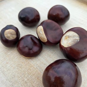 May include: A collection of seven horse chestnuts, also known as conkers, featuring smooth, dark brown, glossy shells. Several of the seeds display a distinct, pale tan, circular patch on their surface, contrasting with the deep mahogany color.