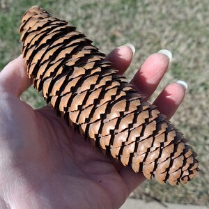 Puede incluir: Un primer plano de una pi&ntilde;a marr&oacute;n sostenida en una mano. La pi&ntilde;a es larga y estrecha con una superficie texturizada.