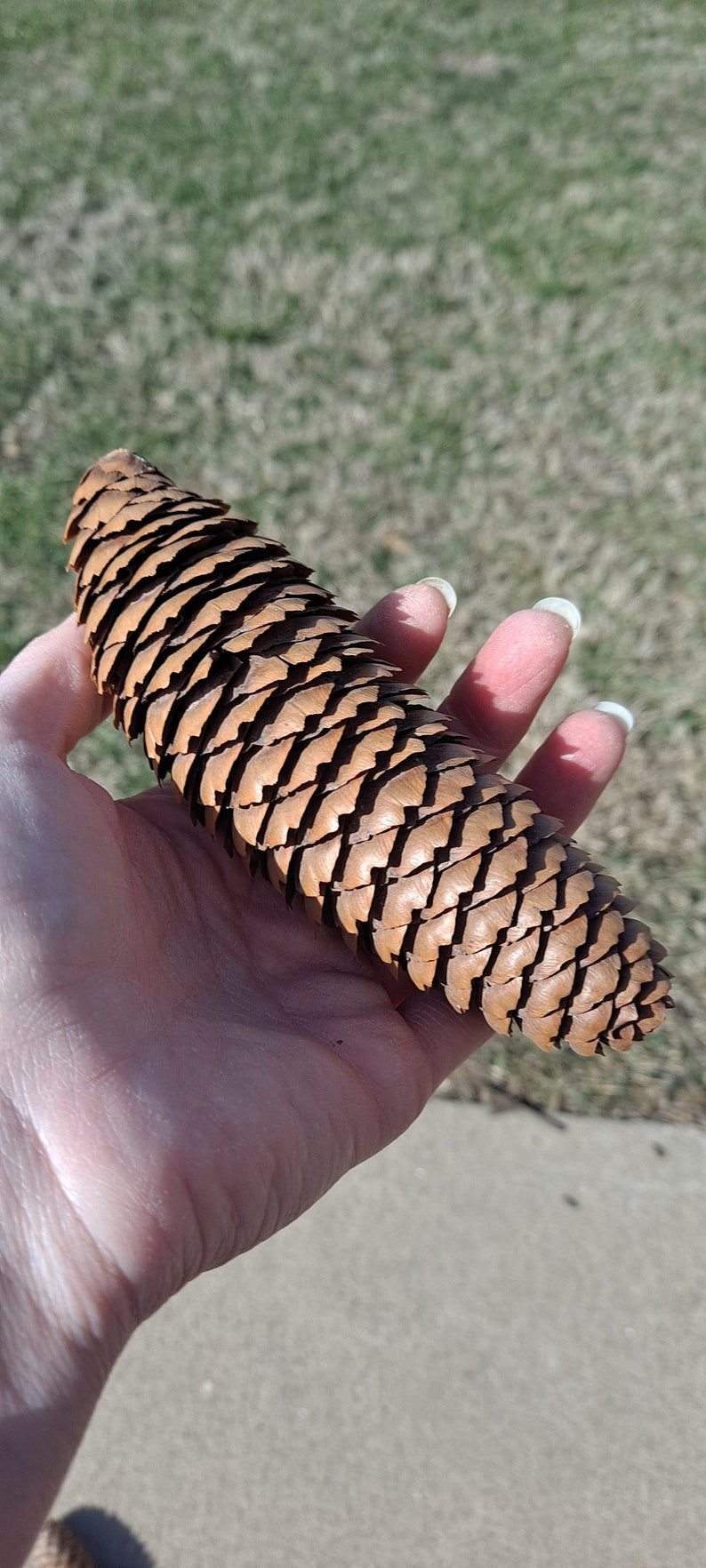 Puede incluir: Un primer plano de una pi&ntilde;a marr&oacute;n sostenida en una mano. La pi&ntilde;a es larga y estrecha con una superficie texturizada.