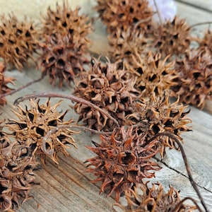 Sweetgum Balls: Witch's Burrs. 20 Natural Seed Pods of Liquidambar styraciflua image 1