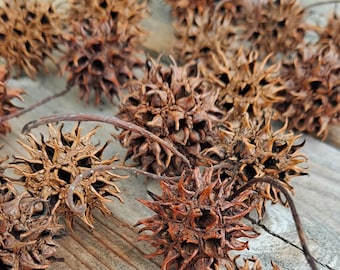 Sweetgum Balls: Witch's Burrs. 20 Natural Seed Pods of Liquidambar styraciflua