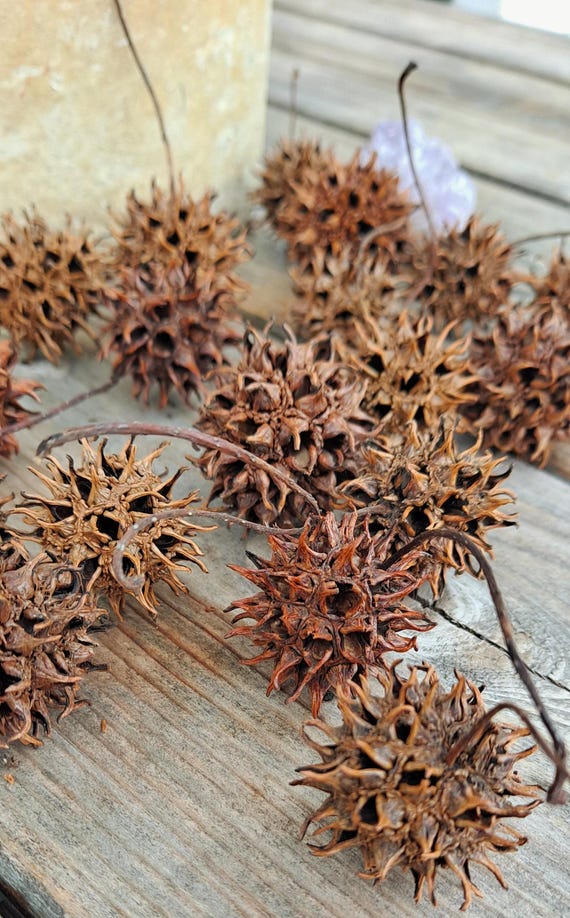 Sweetgum Balls: Witch's Burrs. 20 Natural Seed Pods of Liquidambar styraciflua