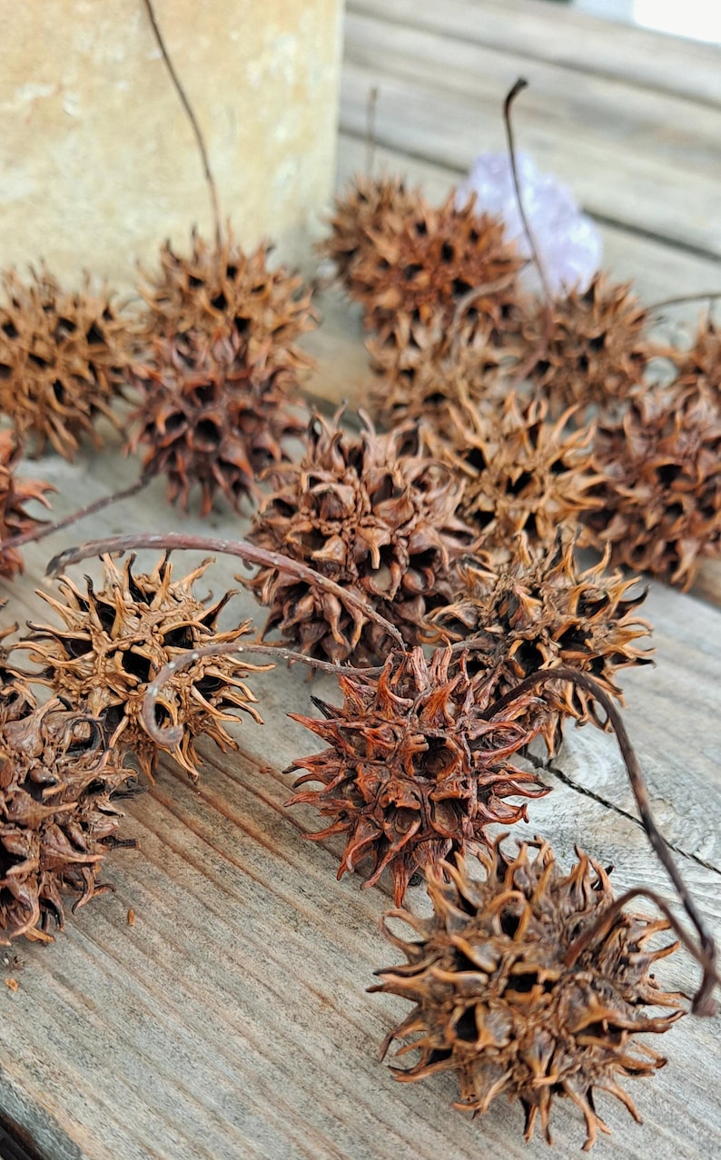 Sweetgum Balls: Witch's Burrs. 20 Natural Seed Pods of Liquidambar styraciflua image 1