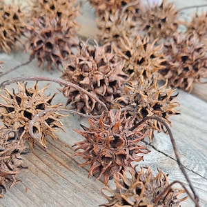 May include: A collection of dried brown spiky seed pods, also known as  "devil's  beards",  arranged on a wooden surface.