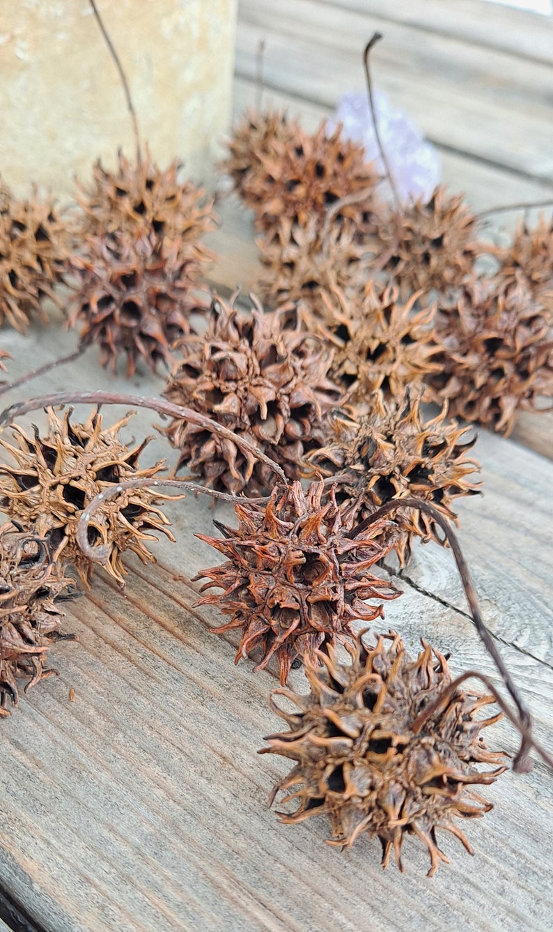May include: A collection of dried brown spiky seed pods, also known as  "devil's  beards",  arranged on a wooden surface.