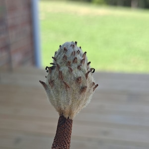 May include: Close-up of a magnolia seed pod. The pod is light beige with a fuzzy texture and small, dark brown protrusions. The stem is a darker brown with a textured surface. The background is blurred, showing green grass and a wooden deck.