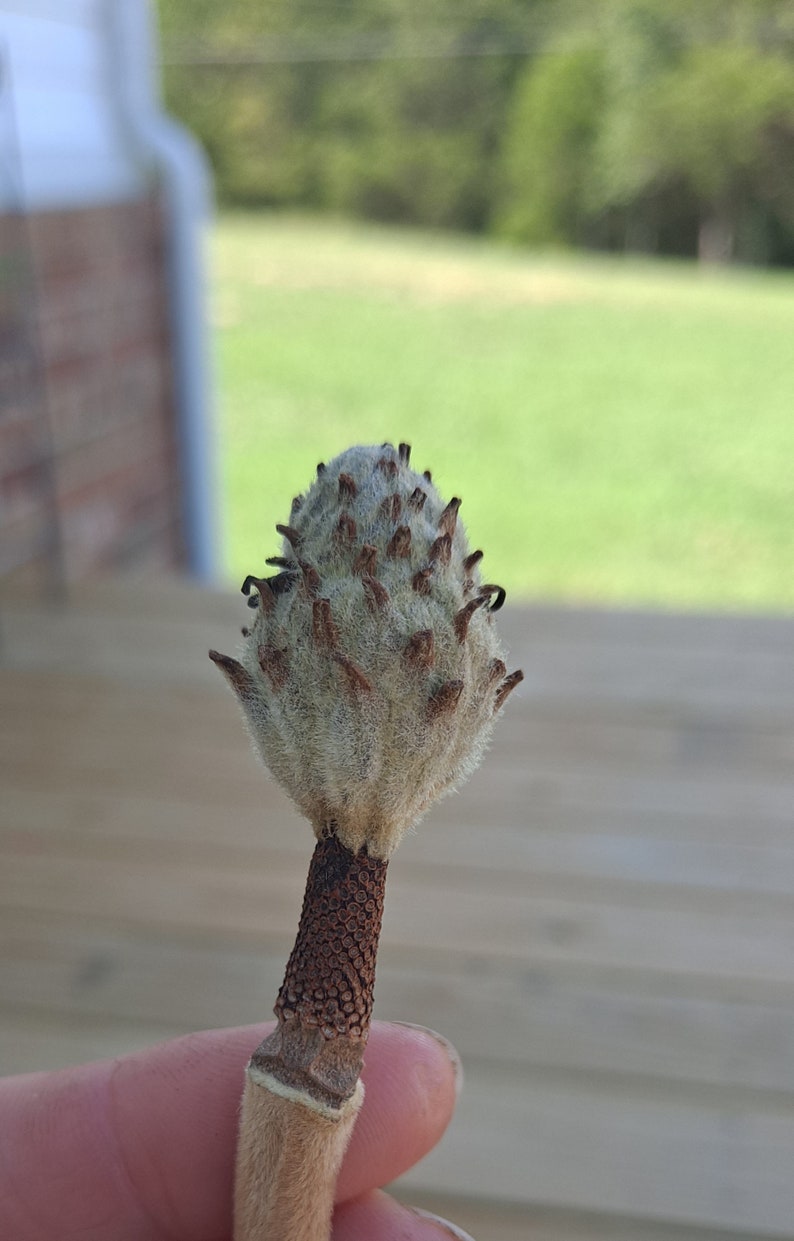 May include: Close-up of a magnolia seed pod. The pod is light beige with a fuzzy texture and small, dark brown protrusions. The stem is a darker brown with a textured surface. The background is blurred, showing green grass and a wooden deck.