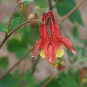 Native Red Columbine Seeds