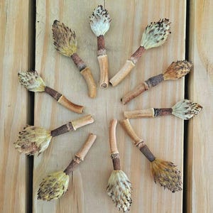 Little Southern Magnolia Seedpods! Dwarf Magnolia Grandiflora. 10 Pods image 1