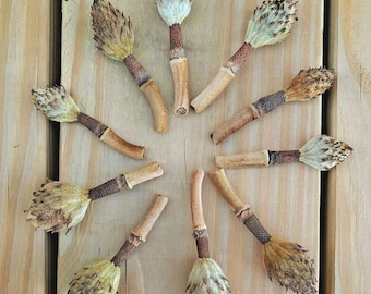 Little Southern Magnolia Seedpods! Dwarf Magnolia Grandiflora. 10 Pods