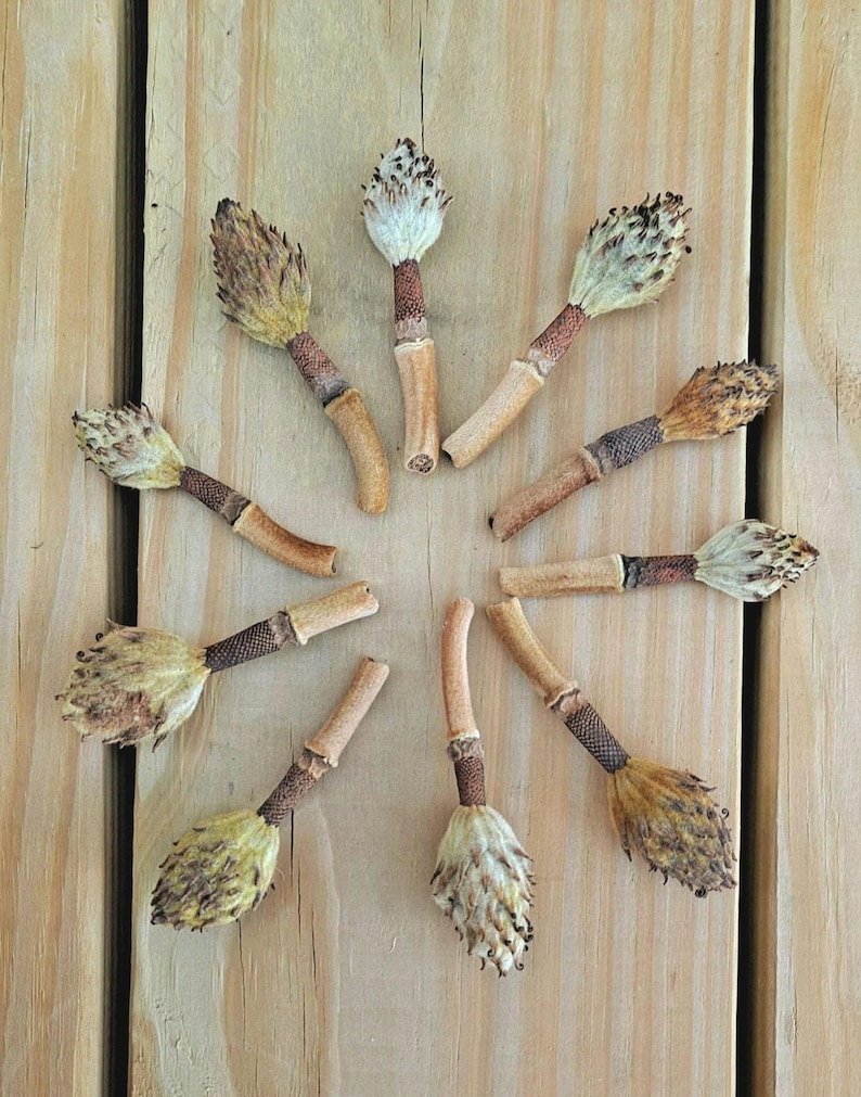 Little Southern Magnolia Seedpods! Dwarf Magnolia Grandiflora. 10 Pods image 1