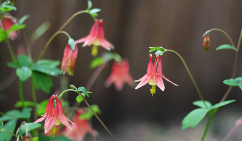 MyLoveLees Columbine Seeds