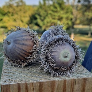 Bur Oak Acorns with Caps! Rustic Home Decor, Crafts. 5 Acorns. Quercus macrocarpa