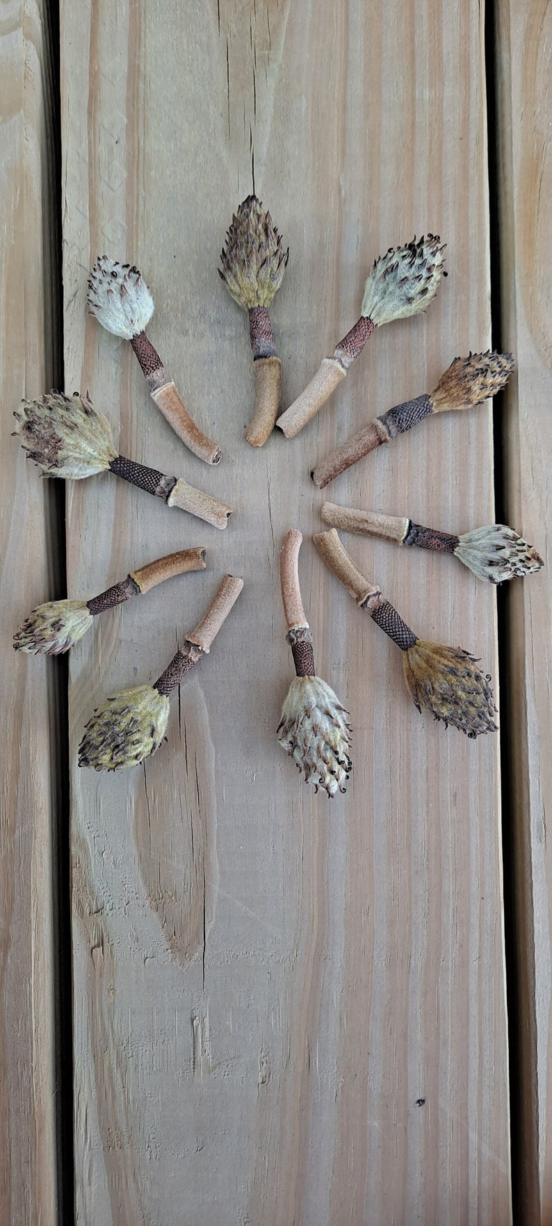 May include: A collection of dried seed heads arranged in a circular pattern on a wooden surface. The seed heads have a light brown color with textured details, and are attached to slender stems.