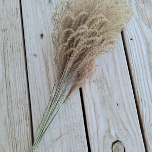 Maiden Grass Flower Bundle: Dried Arrangements, Natural Fall Decor, Weddings, Floral Supplies image 19