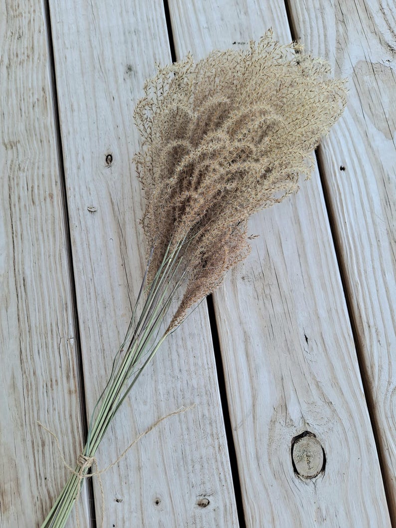 Maiden Grass Flower Bundle: Dried Arrangements, Natural Fall Decor, Weddings, Floral Supplies image 19