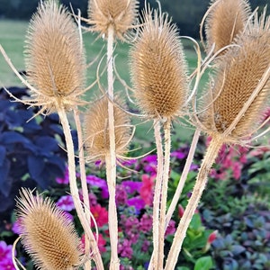 10x Dried Teasel Stems, Natural Thistle, (aka: teazle, teazel)