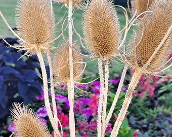 May include: Dried brown thistle flower heads with prickly textures on thin stems against a background of purple and pink flowers.