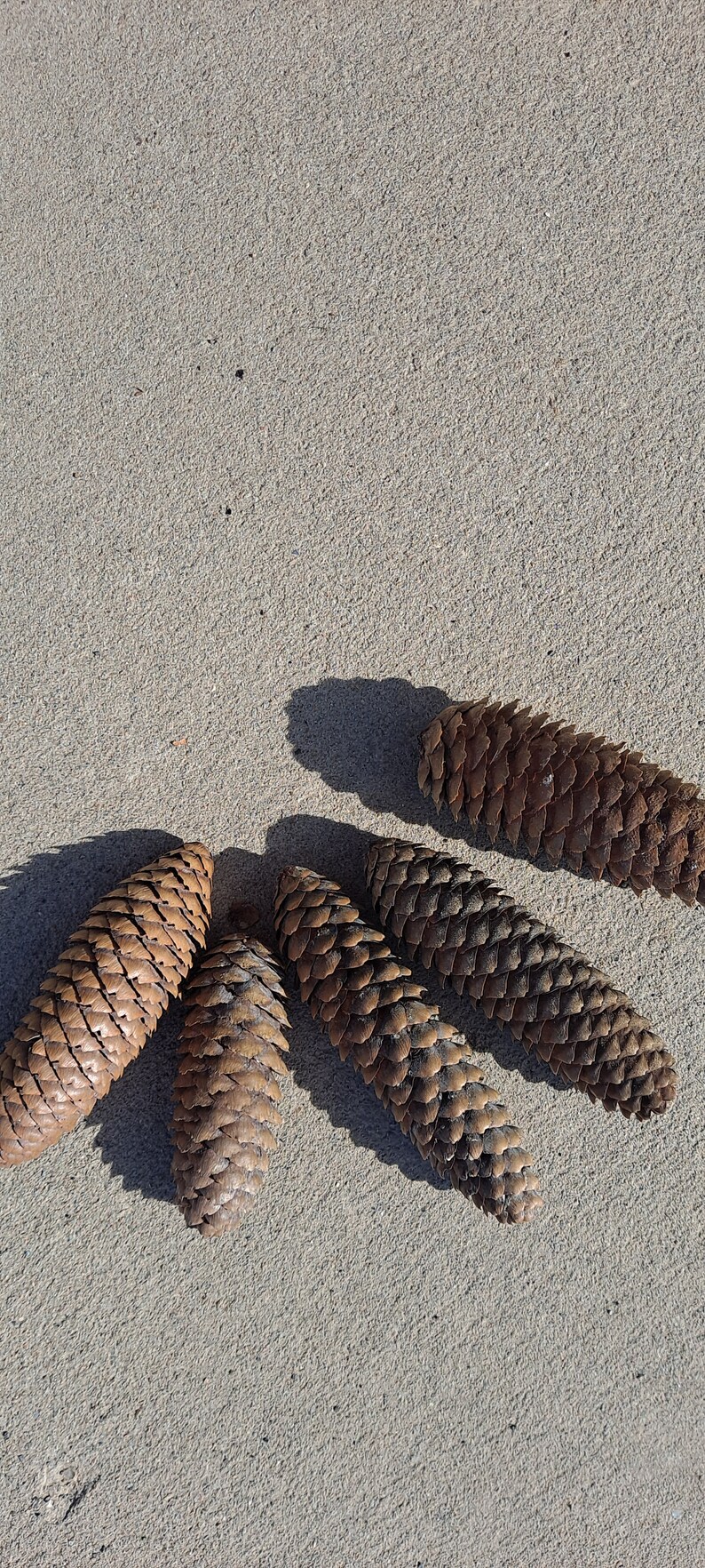 Puede incluir: Cinco pi&ntilde;as marrones dispuestas en c&iacute;rculo sobre una superficie texturizada gris claro.