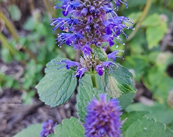 May include: A close-up of a purple flowering plant with green leaves. The plant has multiple flower clusters, each with small, delicate purple flowers.