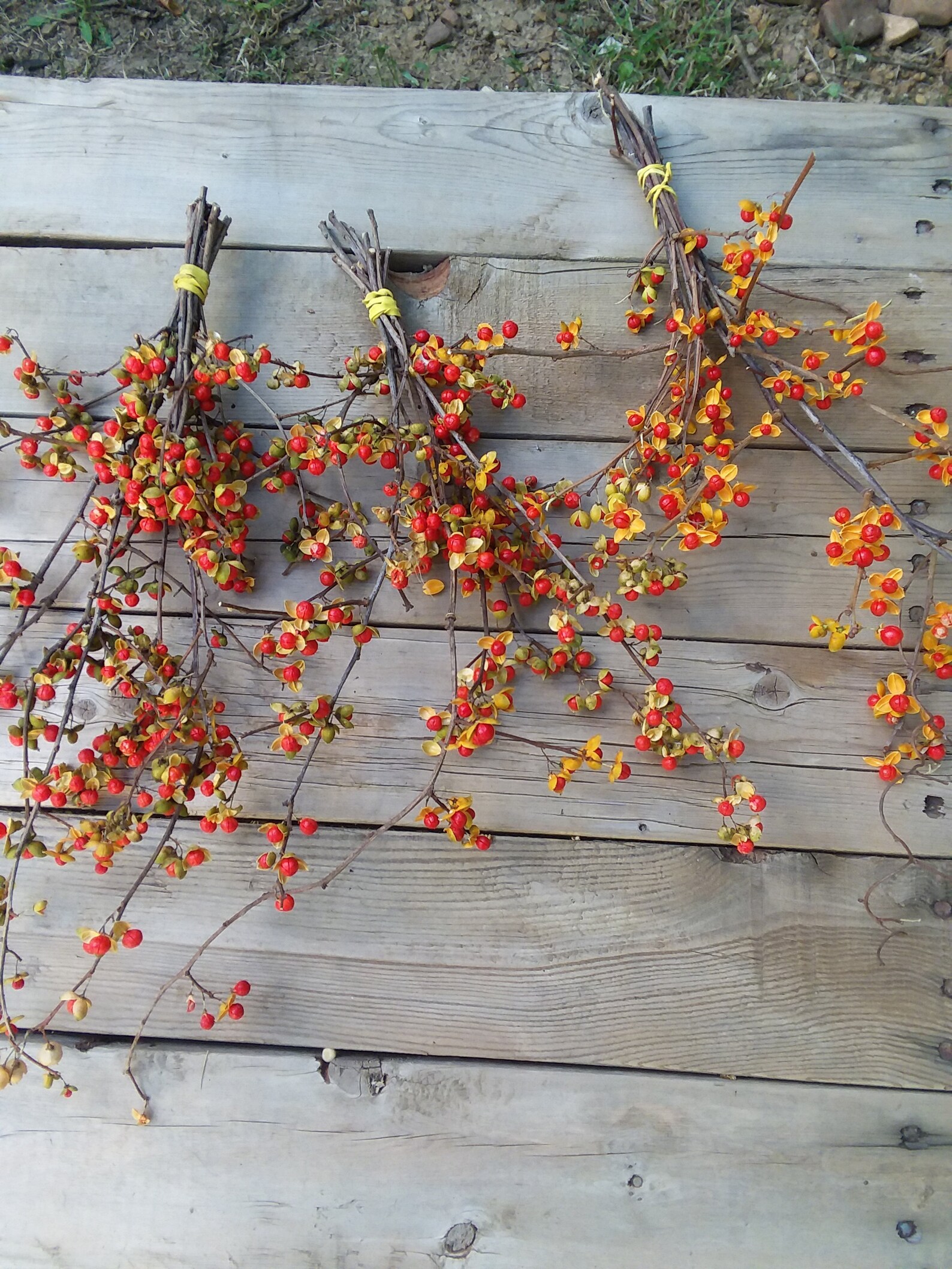 Real Bittersweet Vines and Branches Are Ready Available Now Etsy