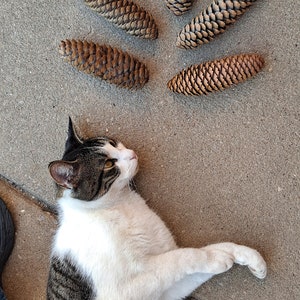 Puede incluir: Un gato blanco y atigrado yace sobre una superficie de hormig&oacute;n gris, mirando hacia arriba a cinco pi&ntilde;as marrones dispuestas en forma de estrella.