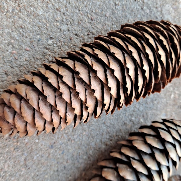 Real Norway Spruce Cones! Picea abies pinecones (spruce cones actually!) Set of 5 natural cones!