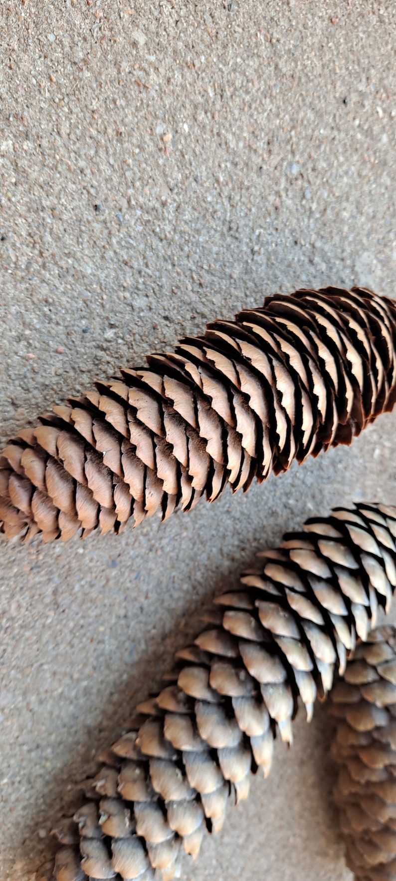Puede incluir: Dos pi&ntilde;as marrones con una superficie texturizada y escamosa. Las pi&ntilde;as est&aacute;n sobre una superficie gris y texturizada.