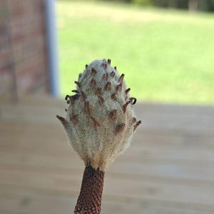 May include: Close-up of a unique, fuzzy seed pod. The pod is light gray with brown, spiky protrusions. The stem is a dark brown color with a textured pattern, and the base is a light tan color. The background is blurred, showing a green lawn and a wooden deck.