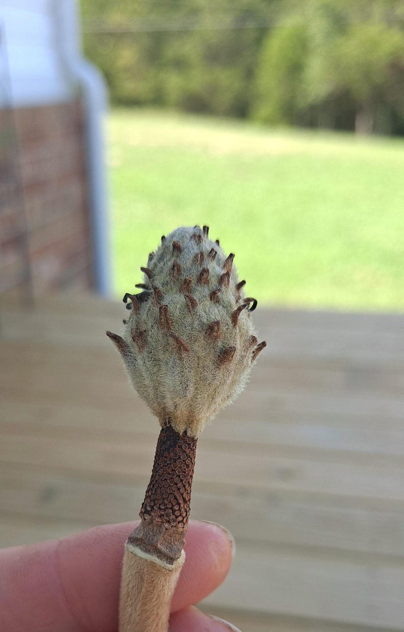 May include: Close-up of a unique, fuzzy seed pod. The pod is light gray with brown, spiky protrusions. The stem is a dark brown color with a textured pattern, and the base is a light tan color. The background is blurred, showing a green lawn and a wooden deck.
