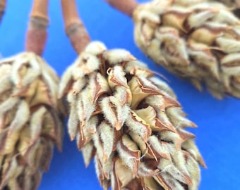Southern Magnolia Seedpods (magnolia grandiflora) 5 Dried Pods