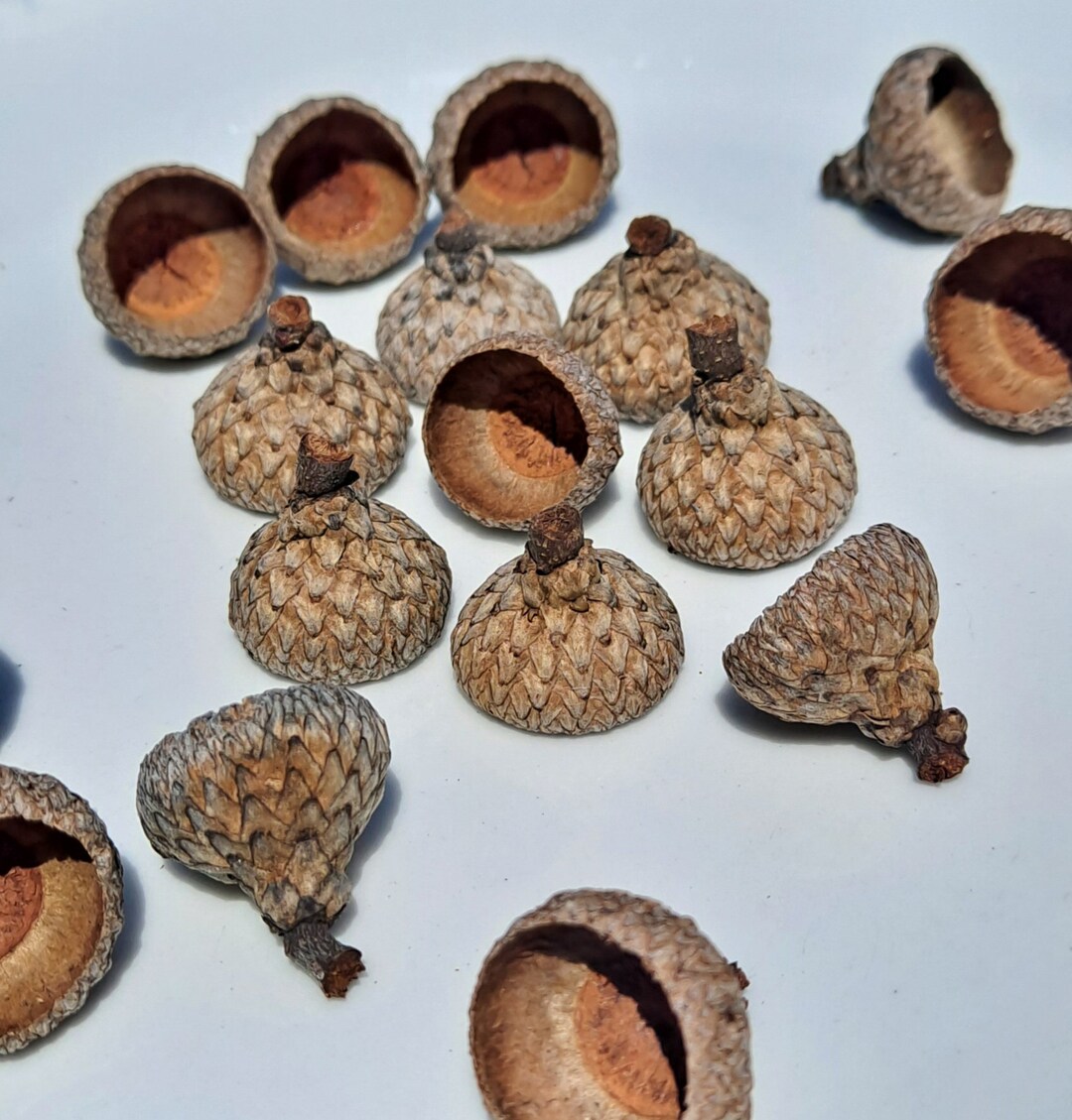 20 Nuttall Oak Acorn Caps aka Tops Lids Bells Hats Etsy