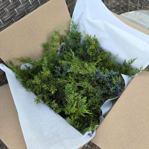 May include: A cardboard box filled with fresh green juniper branches and blue berries, nestled in white tissue paper. The box is open, revealing the contents, which appear ready for use in floral arrangements or seasonal decor.