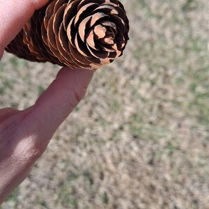 Puede incluir: Un primer plano de una pi&ntilde;a de pino marr&oacute;n sostenida en una mano. La pi&ntilde;a tiene forma de espiral y una textura rugosa.