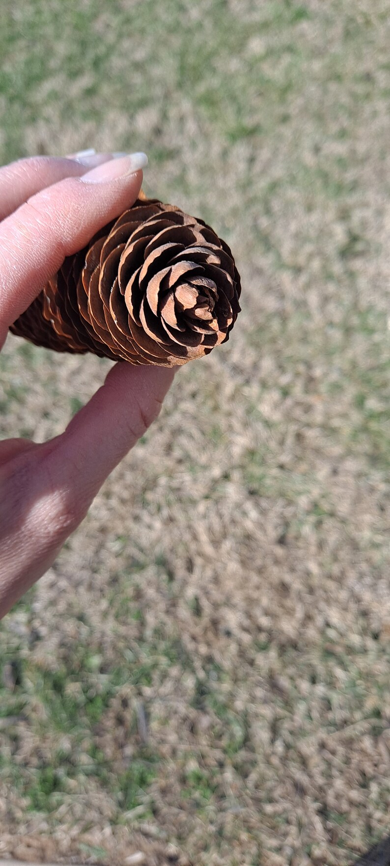 Puede incluir: Un primer plano de una pi&ntilde;a de pino marr&oacute;n sostenida en una mano. La pi&ntilde;a tiene forma de espiral y una textura rugosa.