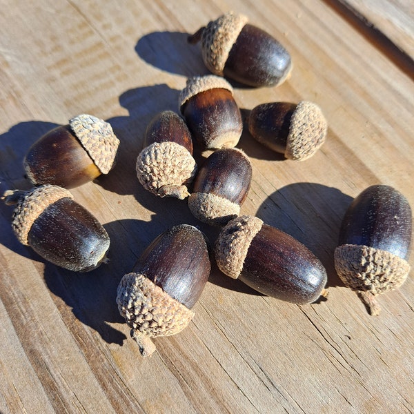 10× Chinkapin Oak Acorns with Caps (Quercus muehlenbergii, chinquapin oak tree seeds)