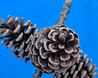 May include: Three pine cones arranged in a cross shape against a bright blue background. The center pine cone is larger and has a more defined spiral pattern than the two smaller pine cones.