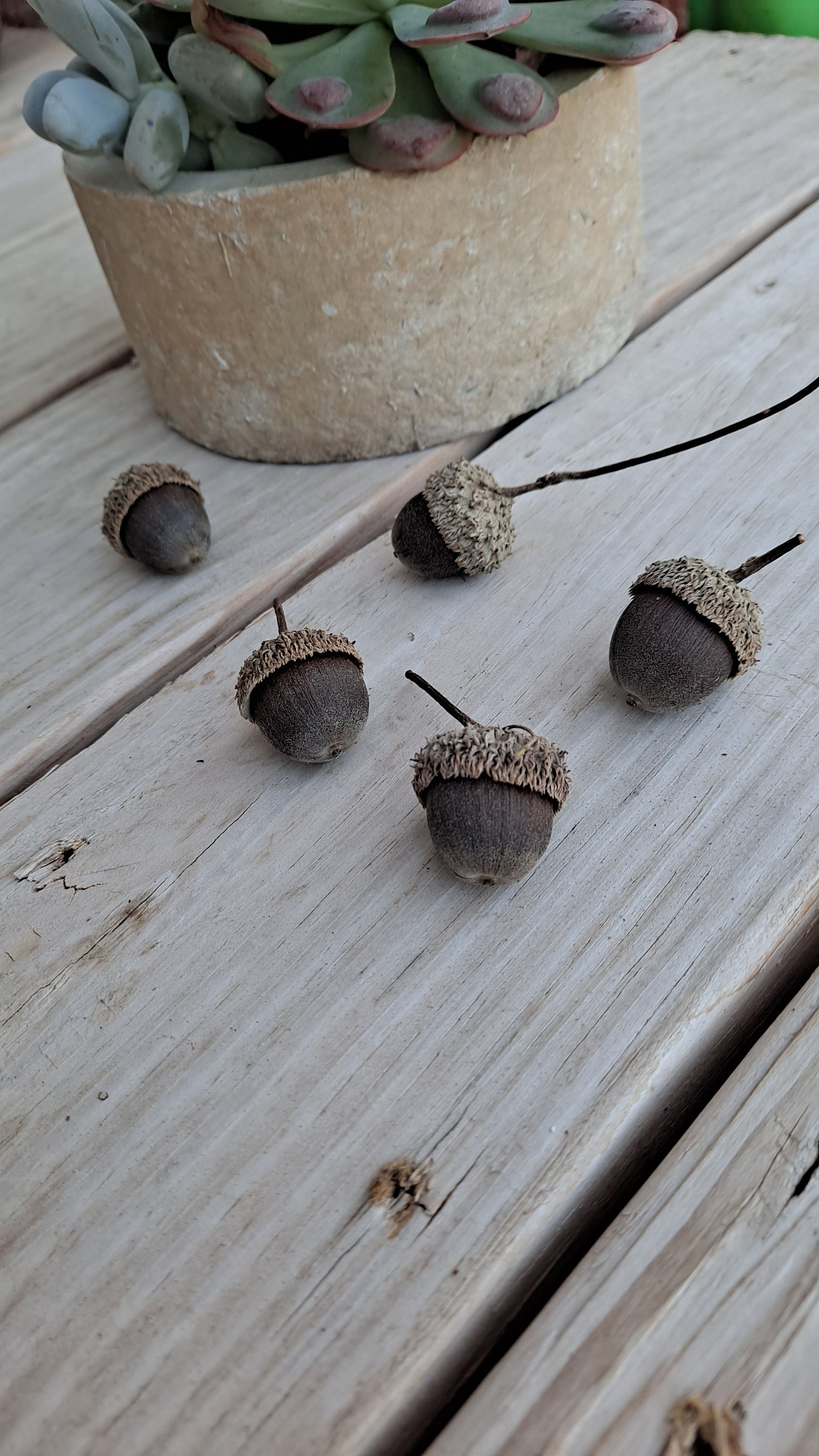 Natural Swamp White Oak Acorns (10+), Rustic Home Decor, Nature